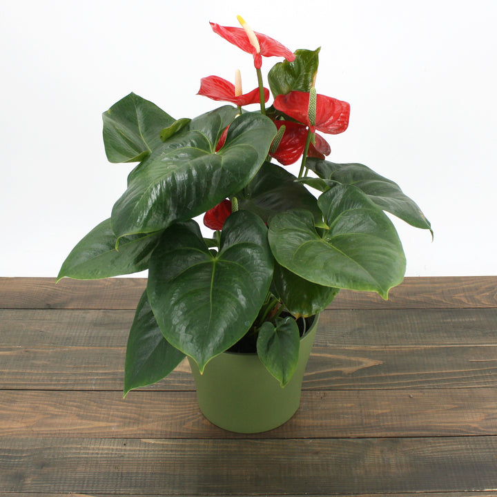 Al's Garden & Home 'Red Flower' Flamingo Lily (Anthurium andraeanum), 4 Inch houseplant