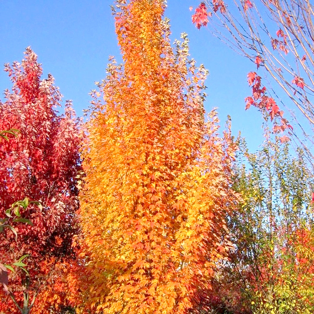 Al's Garden & Home 'Armstrong' Red Maple (Acer rubrum), 15 Gallon tree