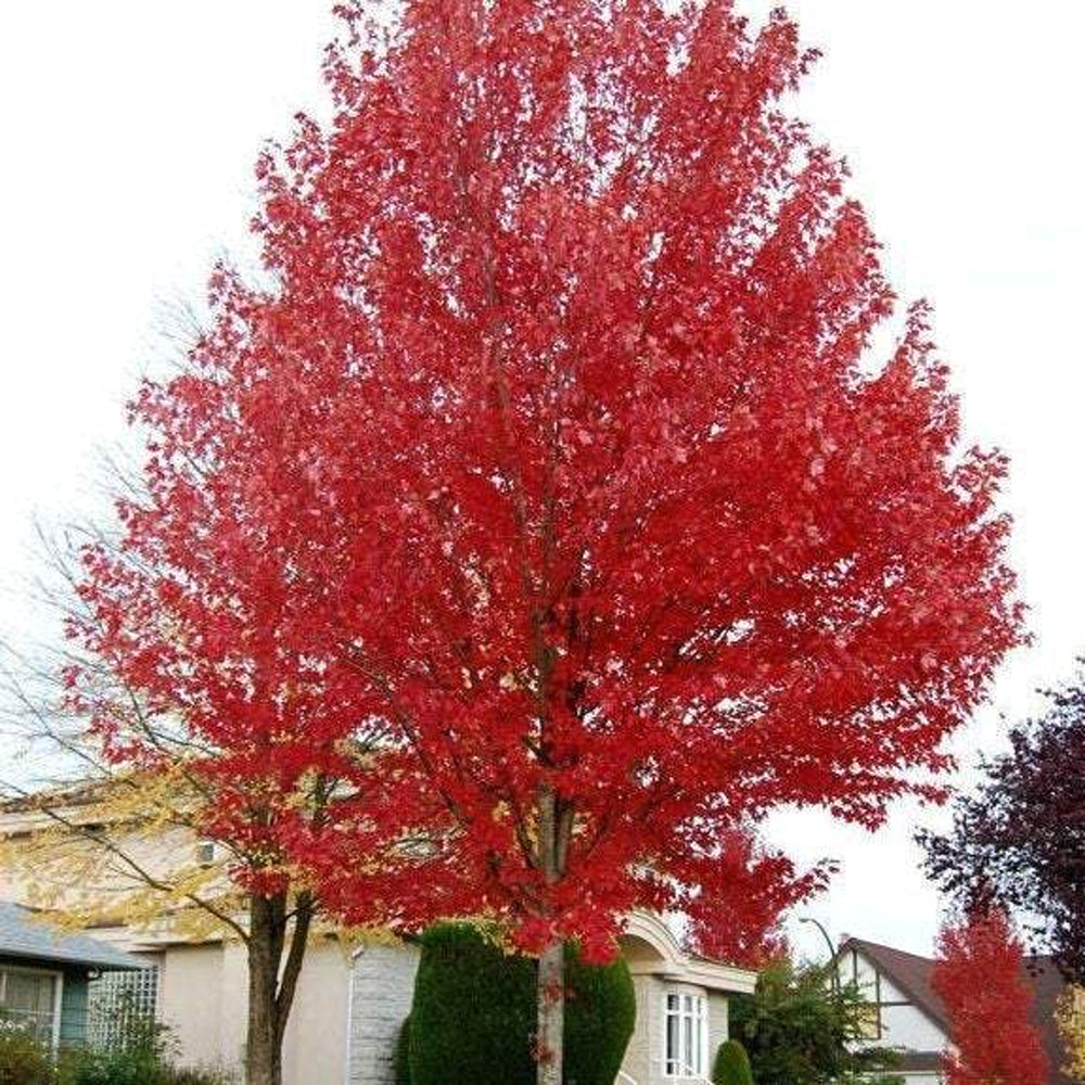Al's Garden & Home 'Autumn Blaze' Red Maple (Acer rubrum), 15 Gallon tree