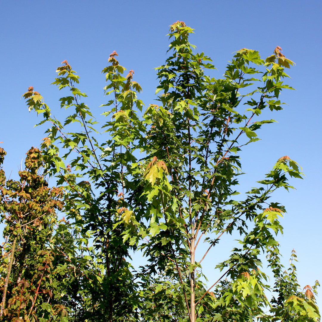 Al's Garden & Home 'Autumn Blaze' Red Maple (Acer rubrum), 15 Gallon tree