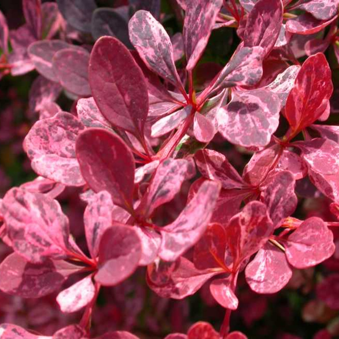 Al's Garden & Home 'Rose Glow' Barberry (Berberis thunbergii), 1 Gallon shrub