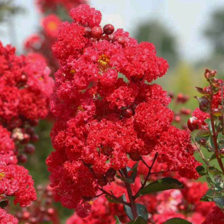 Al's Garden & Home 'First Editions Ruffled Red Magic' Crape Myrtle (Lagerstroemia), 1 Gallon shrub