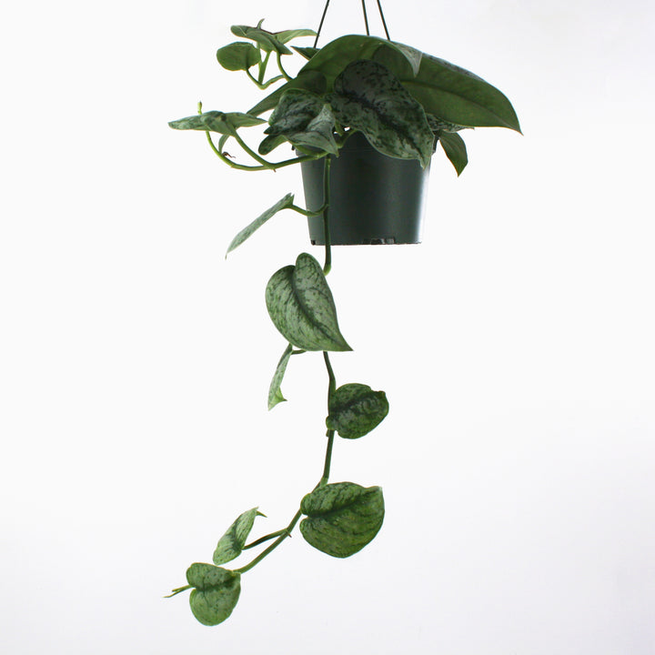 Al's Garden & Home 'Satin' Pothos (Epipremnum aureum), 6 Inch Hanging Basket houseplant