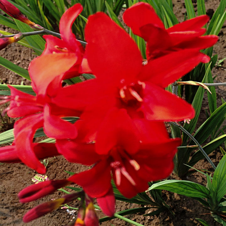 Al's Garden & Home 'Seraphim (Red)' Crocosmia, 1 Gallon perennial
