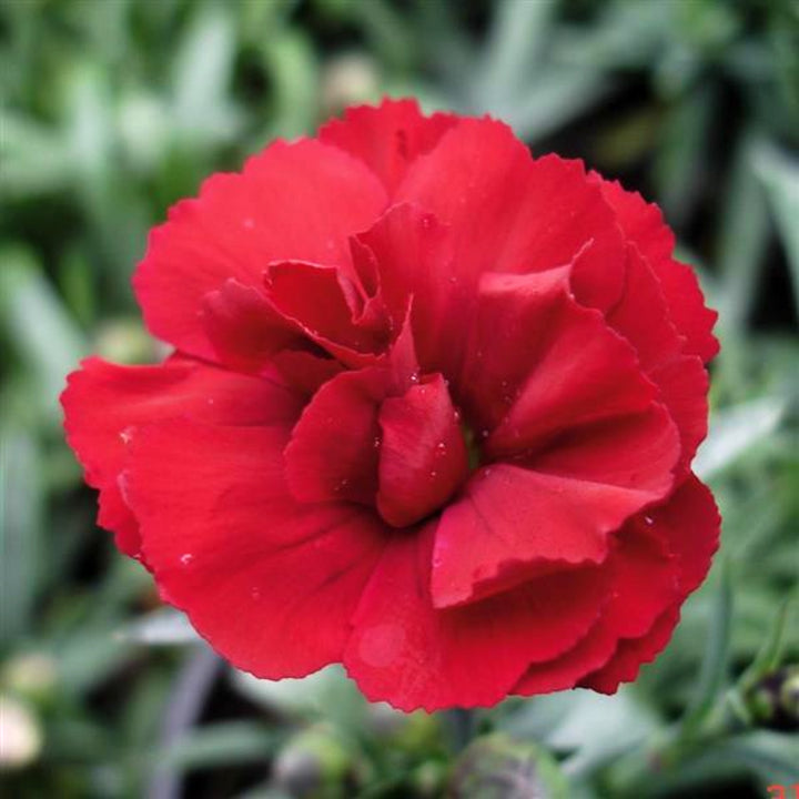 Al's Garden & Home 'Super Trouper Velvet Red Carnation' Carnation (Dianthus caryophyllus), 5 Inch