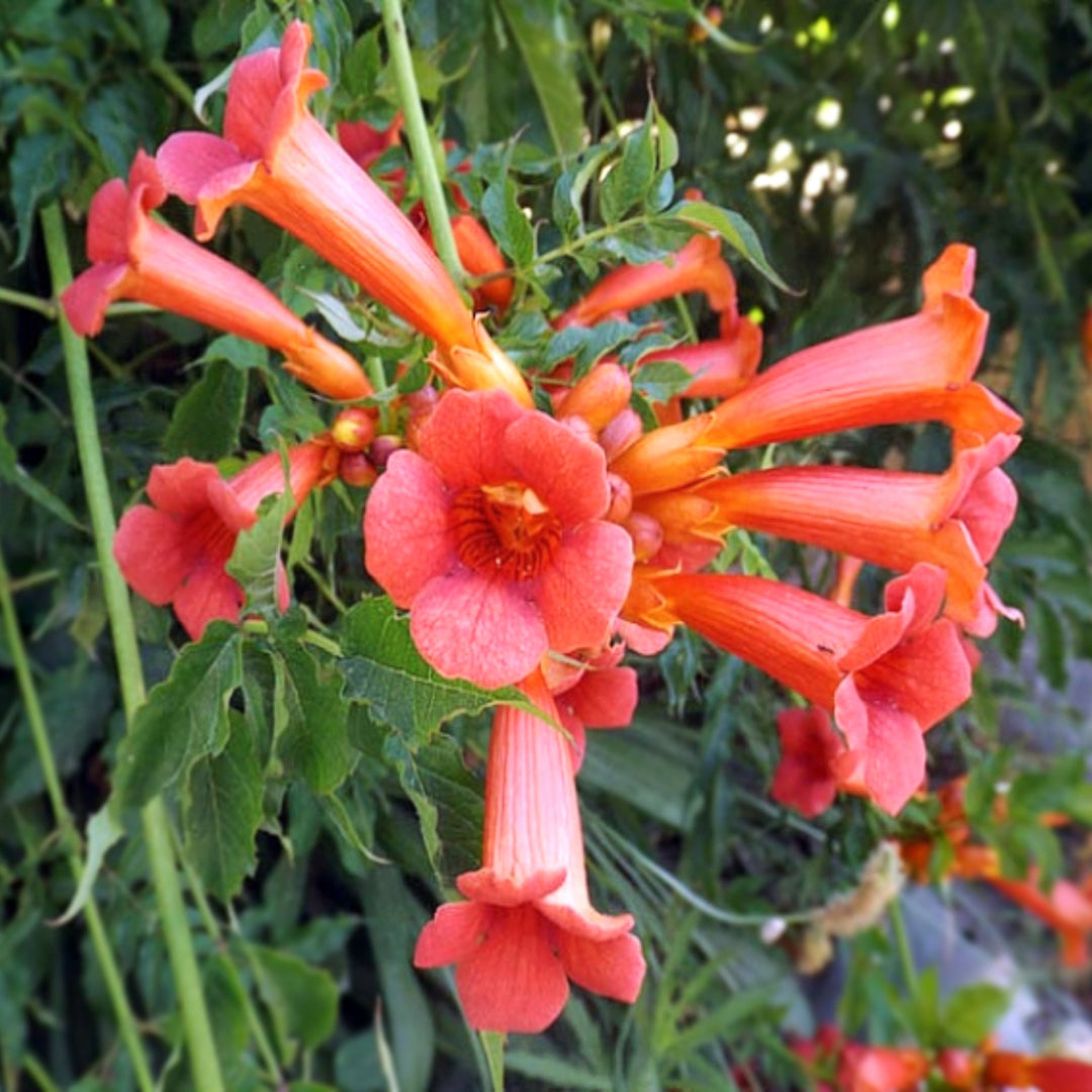Al's Garden & Home 'Madam Galen' Trumpet Vine (Campsis), 1 Gallon Staked vine