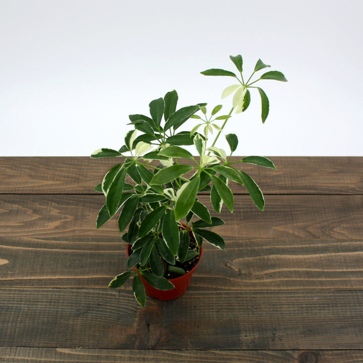 Al's Garden & Home 'Moondrop' Umbrella Plant (Schefflera arboricola), 4 Inch houseplant