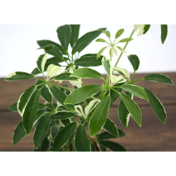 Al's Garden & Home 'Moondrop' Umbrella Plant (Schefflera arboricola), 4 Inch houseplant