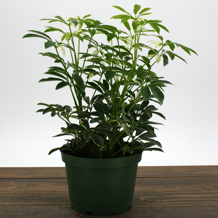 Al's Garden & Home 'Moondrop' Umbrella Plant (Schefflera arboricola), 4 Inch houseplant