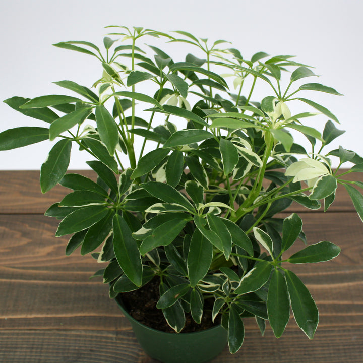 Al's Garden & Home 'Moondrop' Umbrella Plant (Schefflera arboricola), 4 Inch houseplant