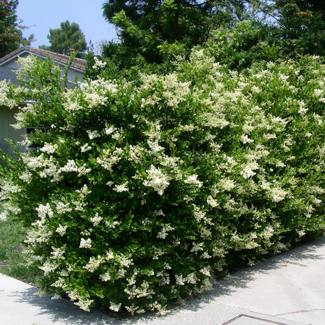 Al's Garden & Home 'Texanum' Waxleaf Privet (Ligustrum japonicum), 3 Gallon shrub