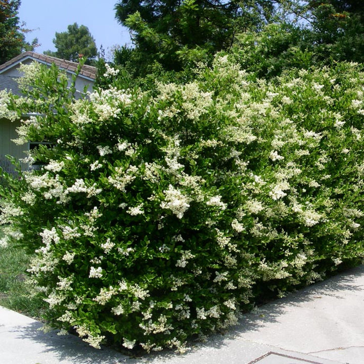 Al's Garden & Home 'Texanum' Waxleaf Privet (Ligustrum japonicum), 3 Gallon shrub