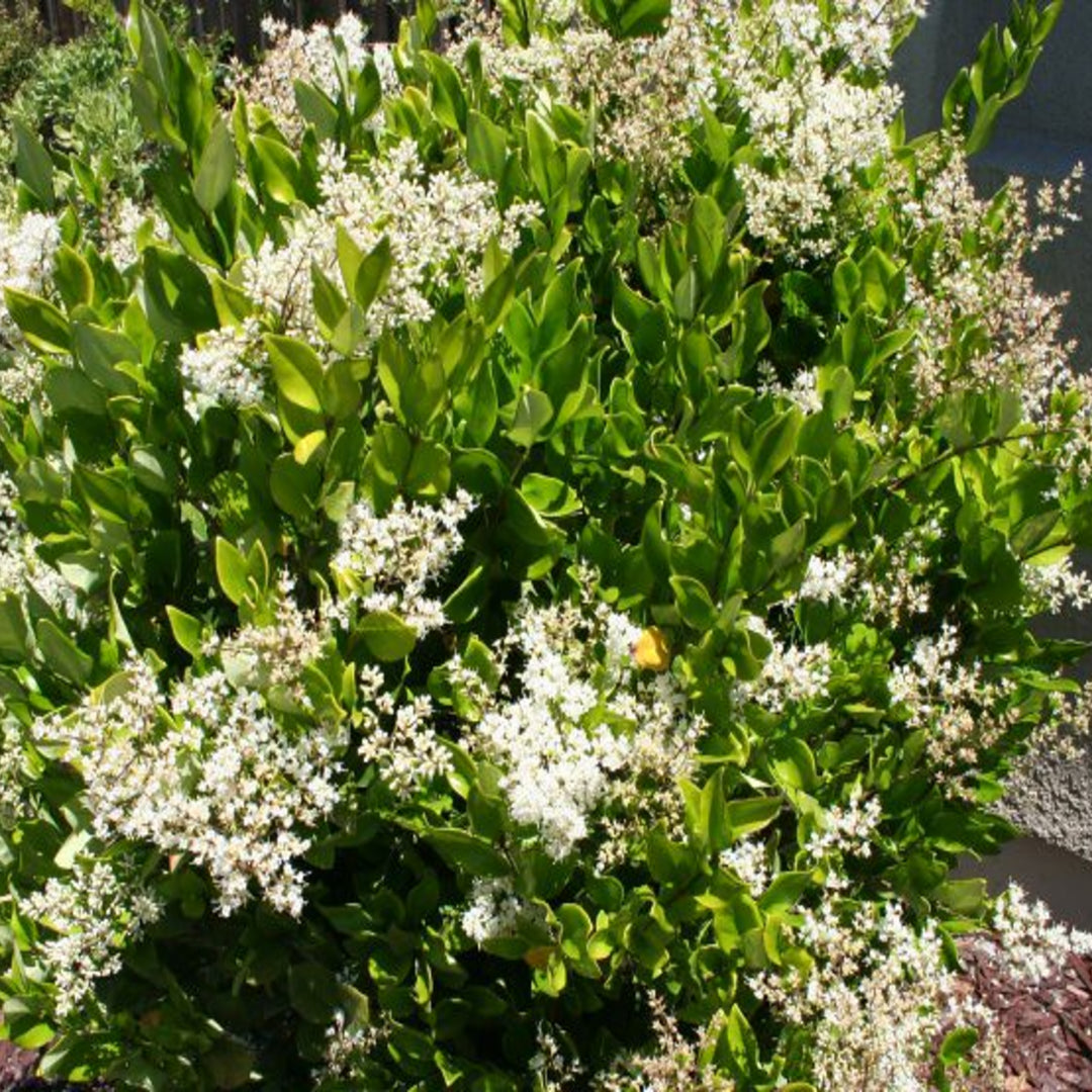 Al's Garden & Home 'Texanum' Waxleaf Privet (Ligustrum japonicum), 3 Gallon shrub