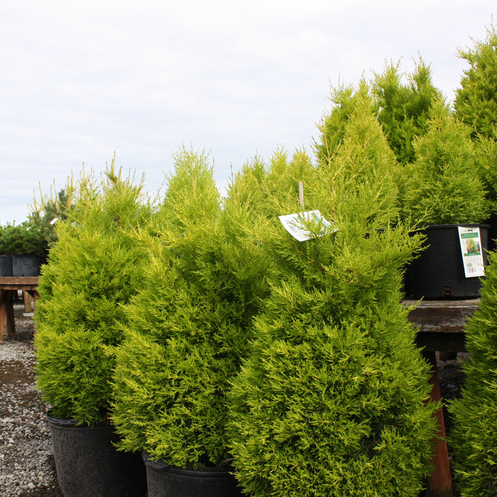 Al's Garden & Home 'Wilma Goldcrest' Monterey Cypress (Cupressus macrocarpa), 7 Gallon annual