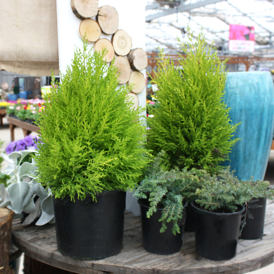 Al's Garden & Home 'Wilma Goldcrest' Monterey Cypress (Cupressus macrocarpa), 3 Gallon annual