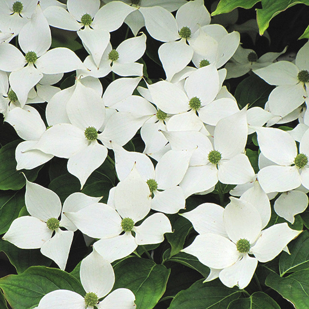Al's Garden & Home 'White' Chinese Dogwood (Cornus kousa chinensis), 7 Gallon tree