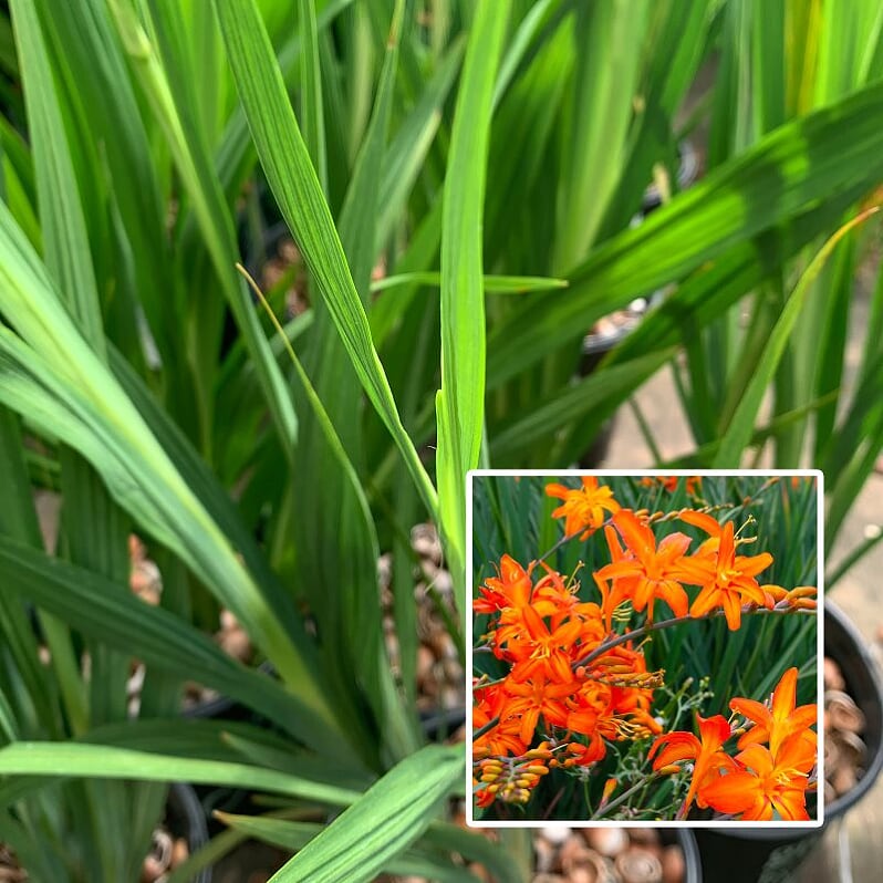 Al's Garden & Home 'Adriana' Crocosmia, 1 Gallon perennial