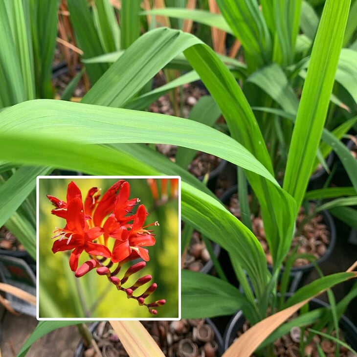 Al's Garden & Home 'Lucifer' Crocosmia, 1 Gallon perennial