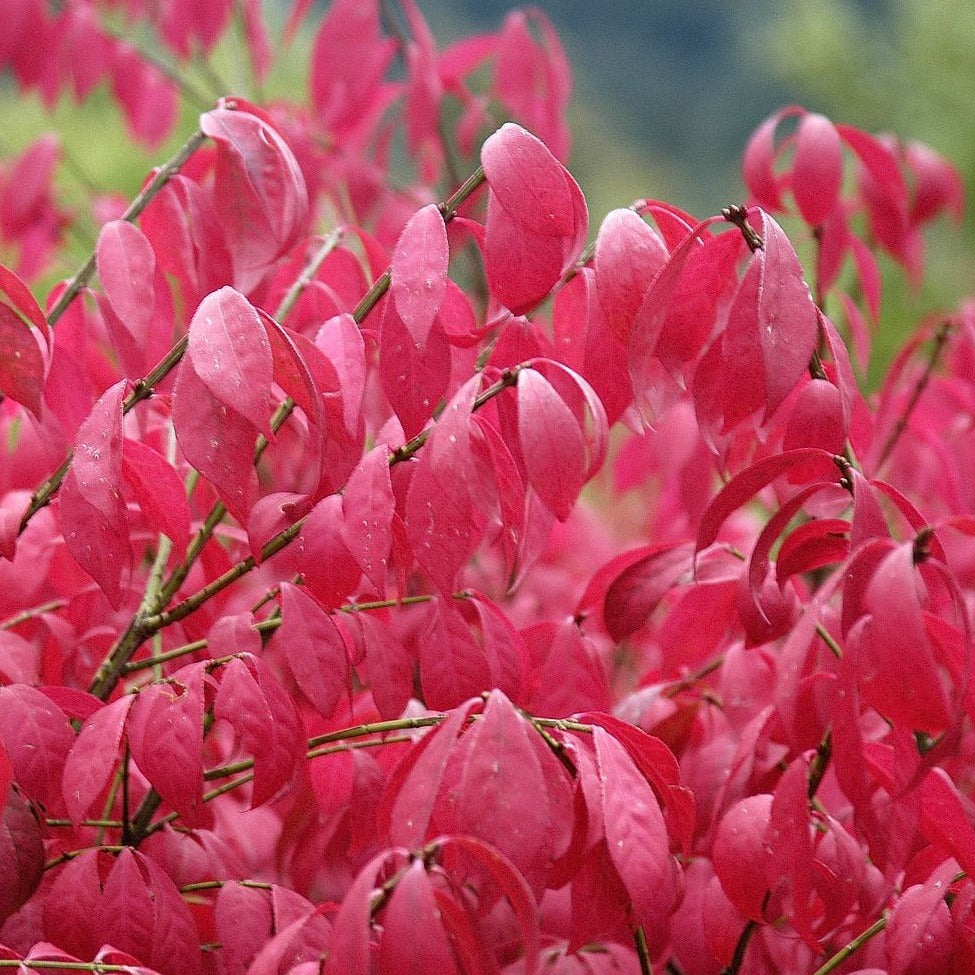 Al's Garden & Home 'Compactus (Burning Bush)' Euonymus, 1 Gallon shrub
