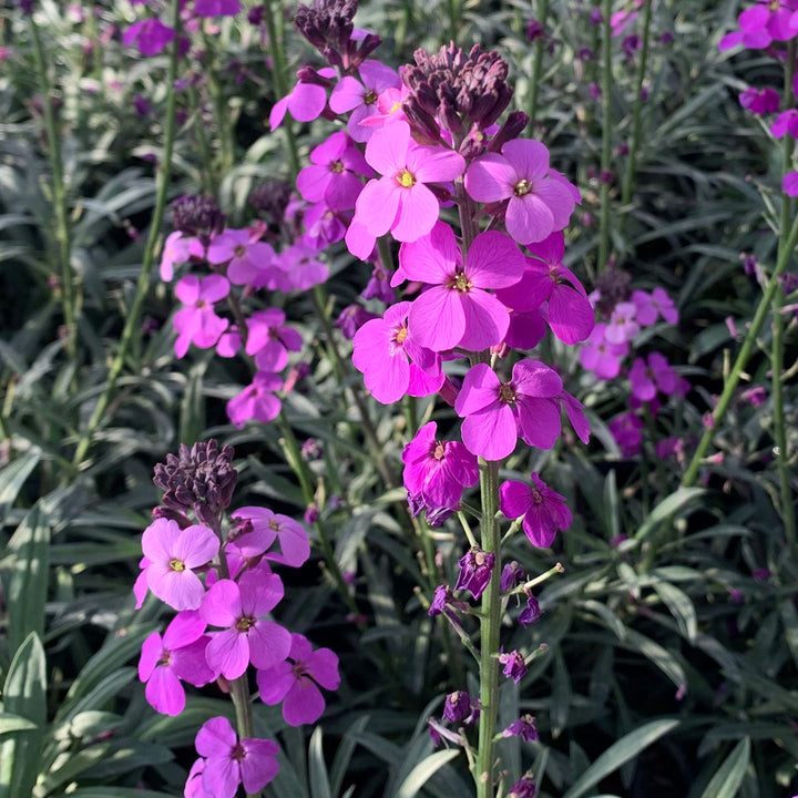 Al's Garden & Home 'Winter Joy' Wallflower (Erysimum), 1 Gallon perennial