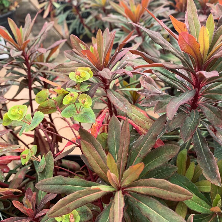 Al's Garden & Home 'Ascot Rainbow' Euphorbia, 5 Inch perennial