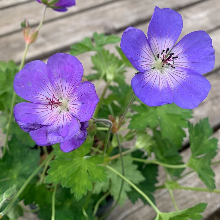 Al's Garden & Home 'Rozanne' Hardy Geranium (Geranium cantabrigiense), 1 Gallon perennial