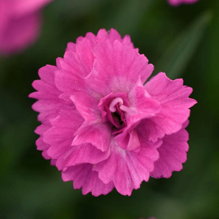 Al's Garden & Home 'Mt. Frost Pink Pom Pom Carnation' Carnation (Dianthus caryophyllus), 5 Inch