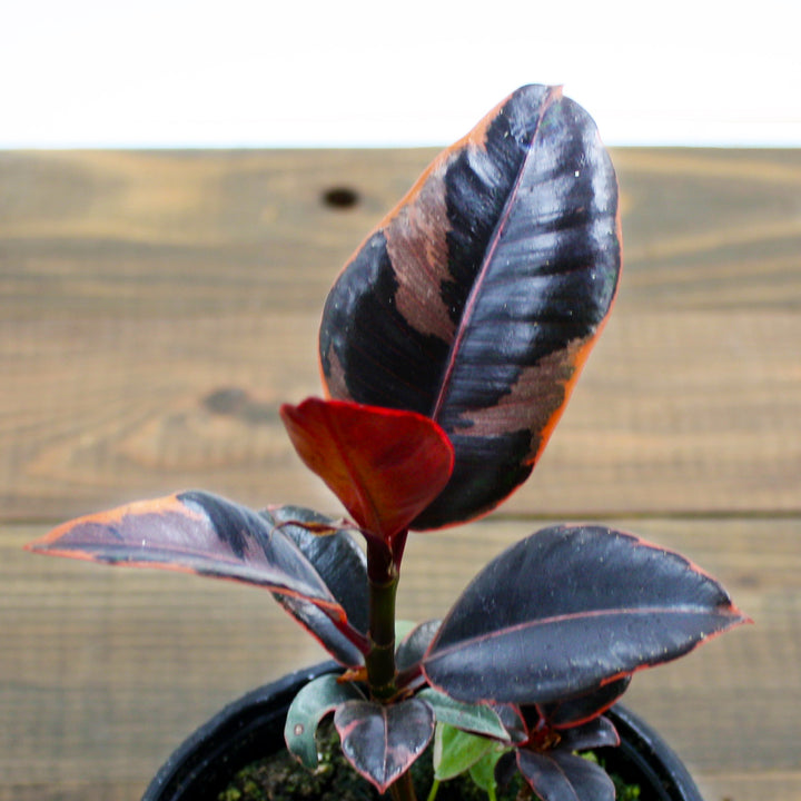 Al's Garden & Home 'Ruby' Rubber Plant (Ficus elastica), 8 Inch houseplant