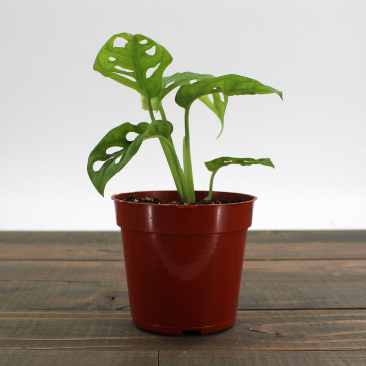 Amro Nurseries generic Swiss Cheese Monstera (Monstera adonsonii), 4 Inch houseplant