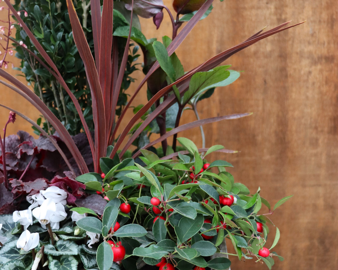 Winter Container Planting: Standalone Plants