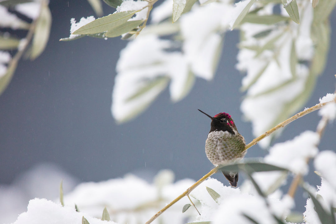 Annas Hummingbird Oregon