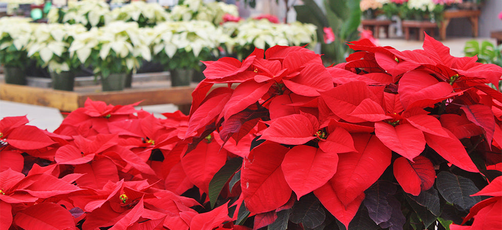 Grown by Al's Poinsettia Collection
