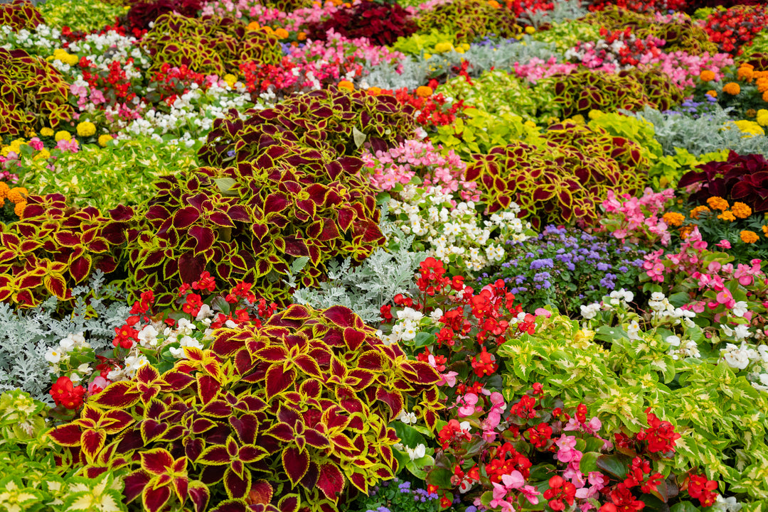 Flowerbed of varieties of colorful flowers