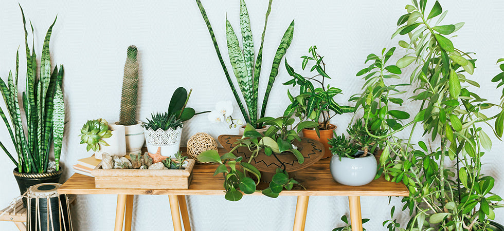 Indoor Houseplants on Wooden Table Greater Portland Area