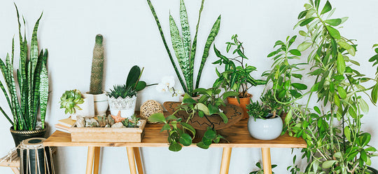 Popular Houseplant Favorites