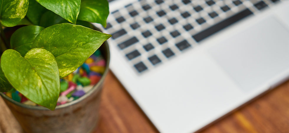 Houseplants that Make the Grade