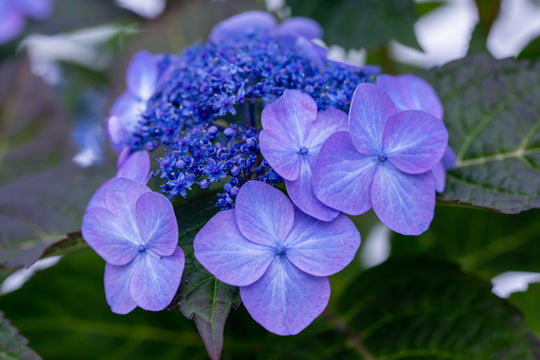 Hydrangeamania