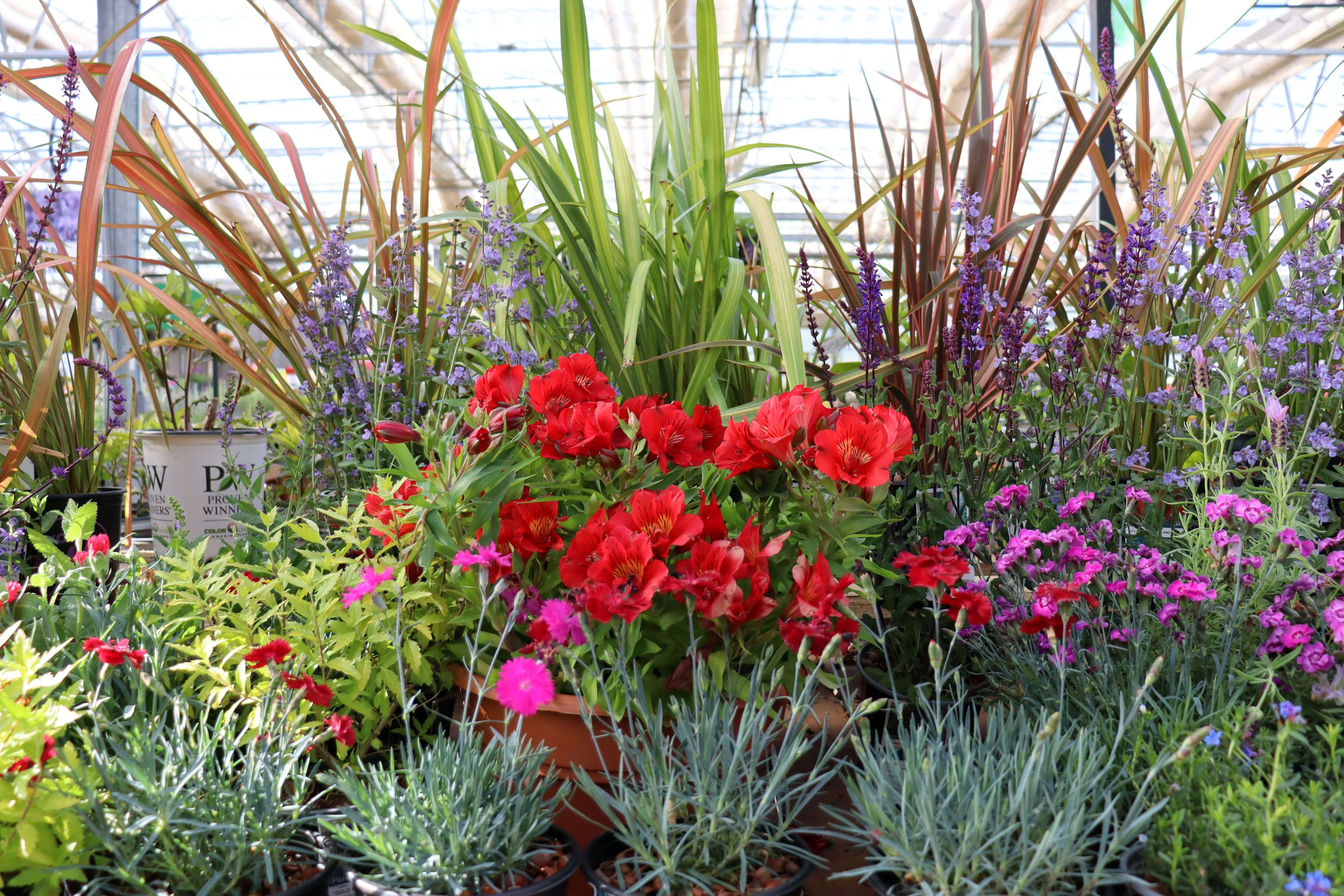 Celebrate Pollinator Month with Perennials