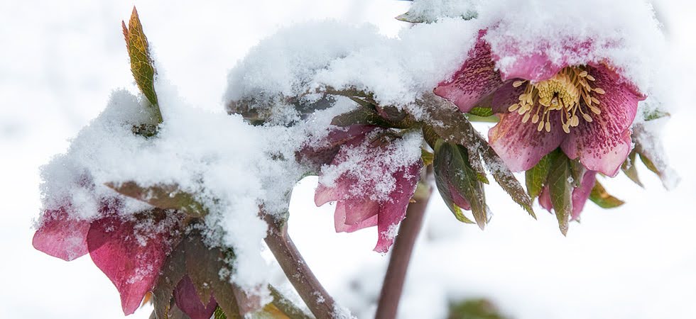 How to Prepare Your Plants for Snow
