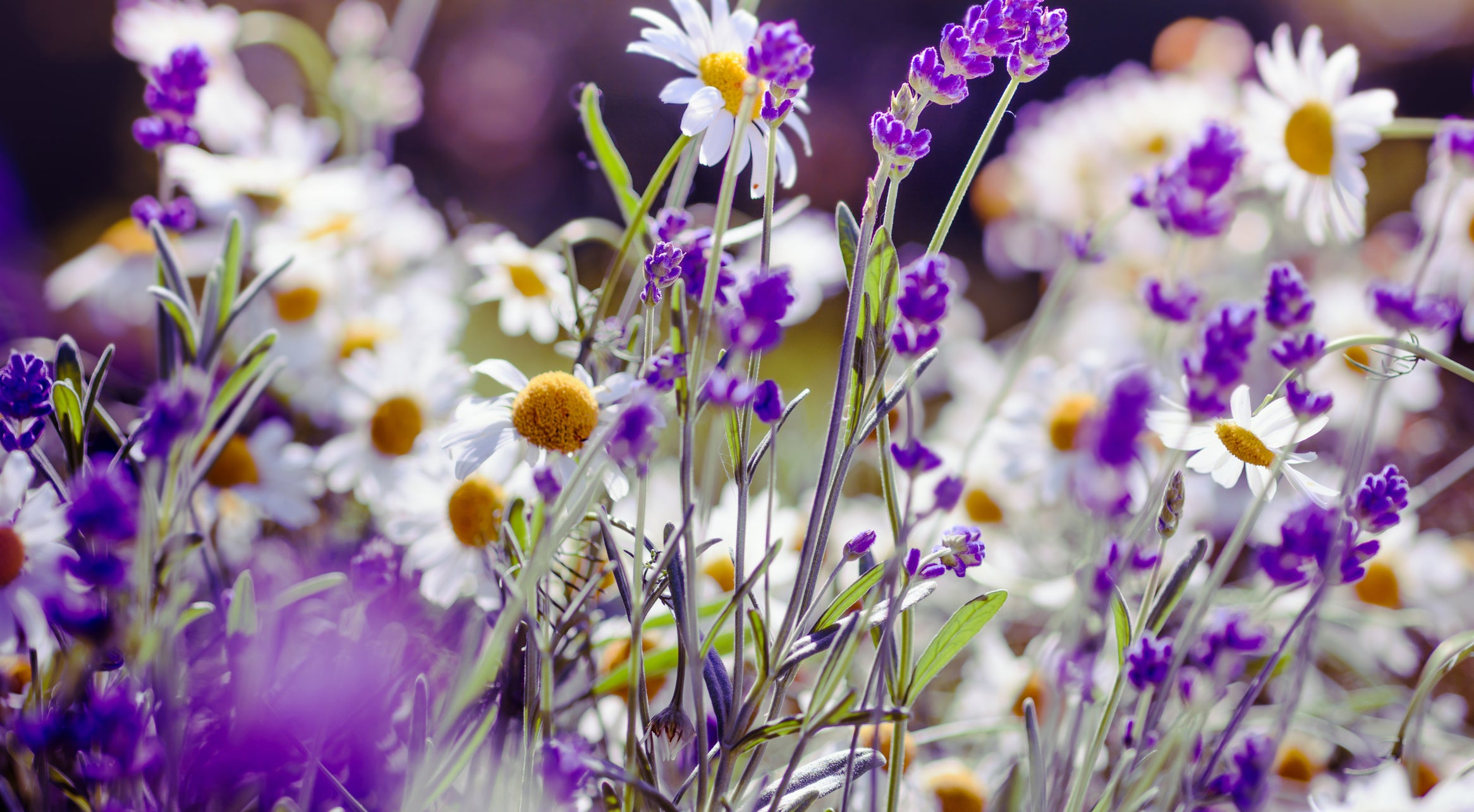 Beautiful meadow background with Lavender in bloom with Daisy flowers