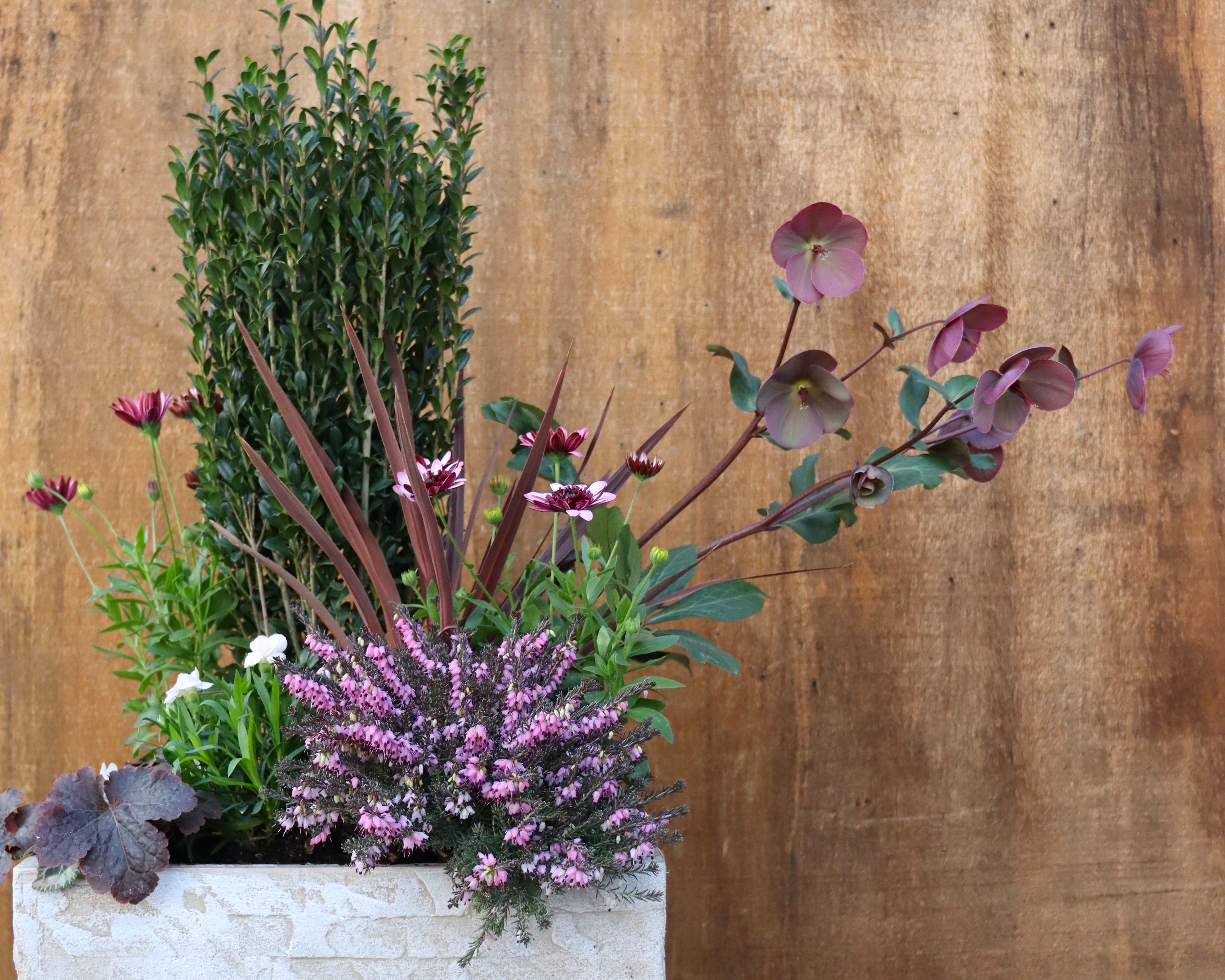 Wait, I have to Water in Winter: Helping Your Plants Through Cold and Windy Dry Spells