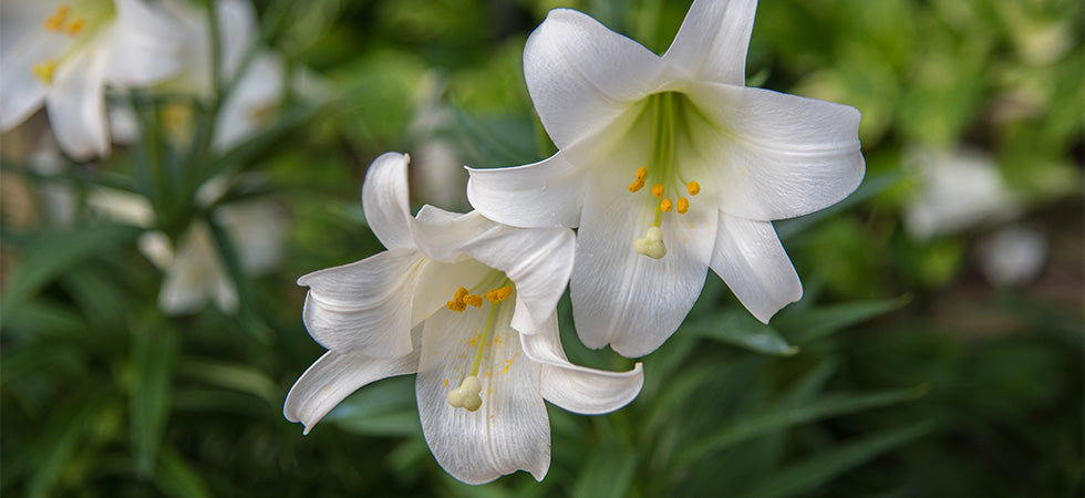 How to Divide and Plant Easter Lilies