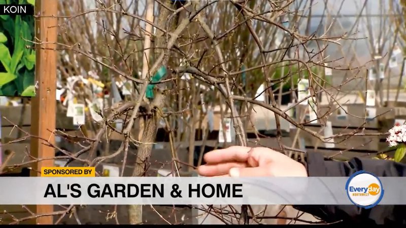 Pruning Your Garden the Right Way