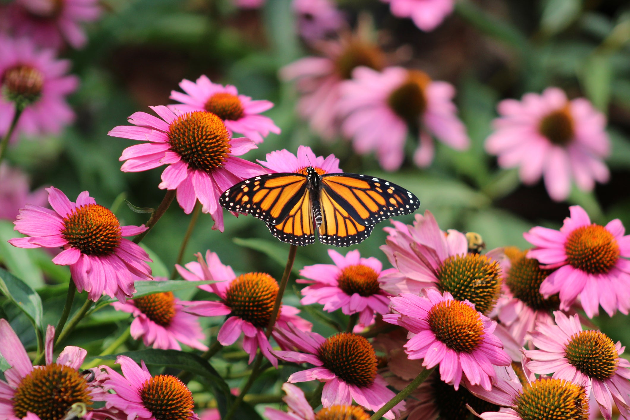monarch buttery on echinacea