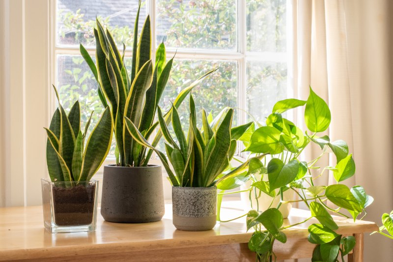 Our Selection of Houseplants