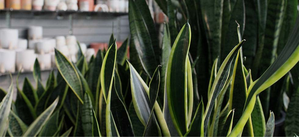 Indoor House Plants Greater Portland Area