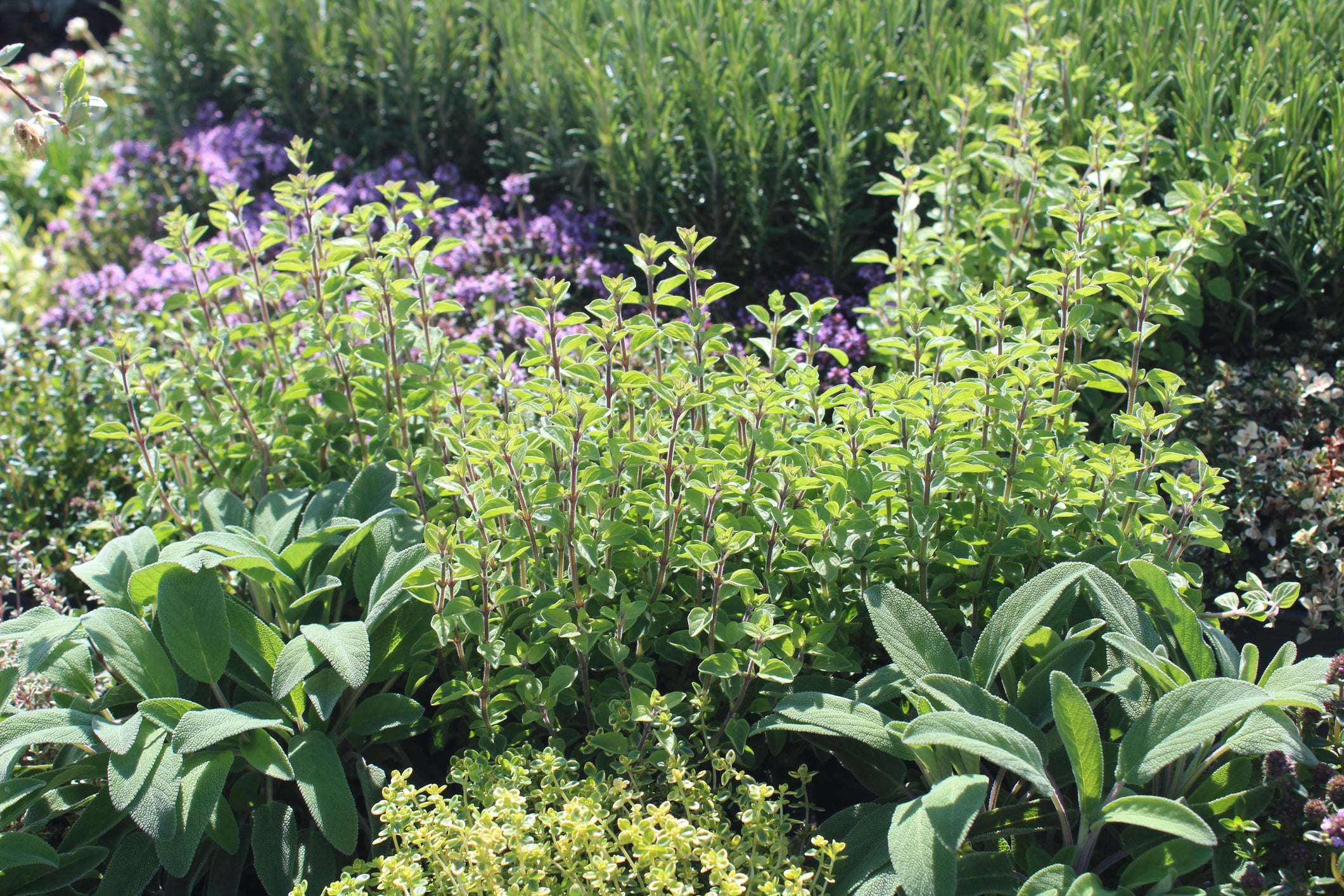 thyme, sage, oregano and rosemary herb garden