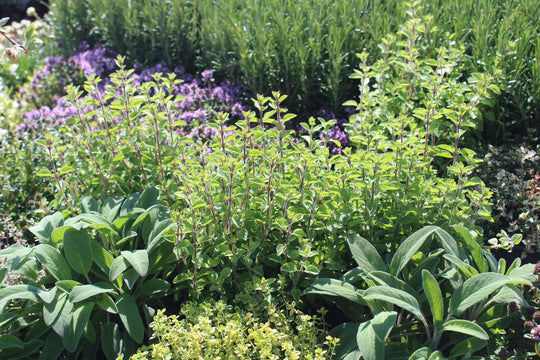 Herb Gardening: A Guide to Cultivating Fresh Flavors