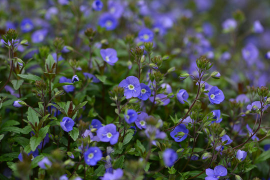 Embrace the Bloom: Beautiful and Easy-Care Spring Flowers