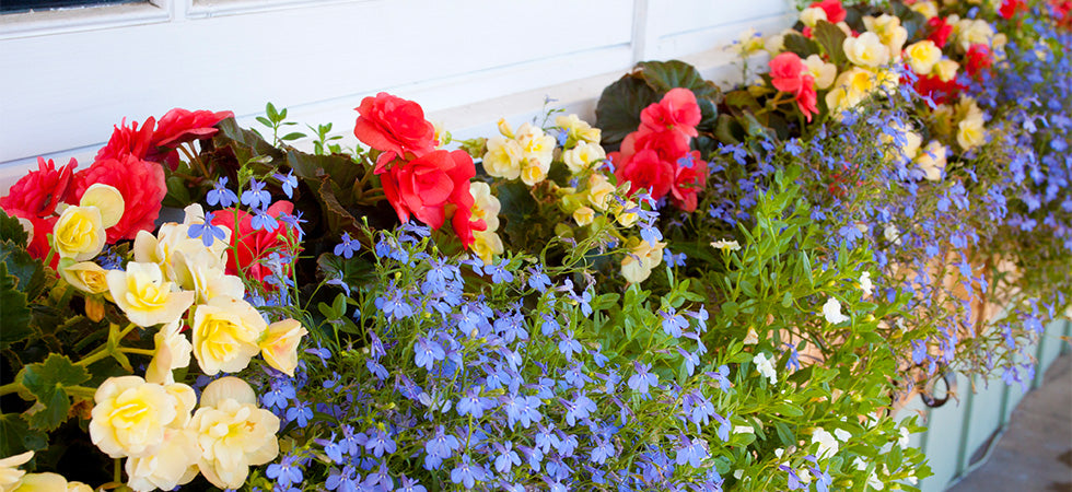How to Pick Plants for Container Gardens